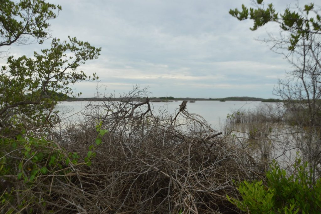 El 30 por cientos de los manglares de Yucatán se han perdido – Diario de la  Península